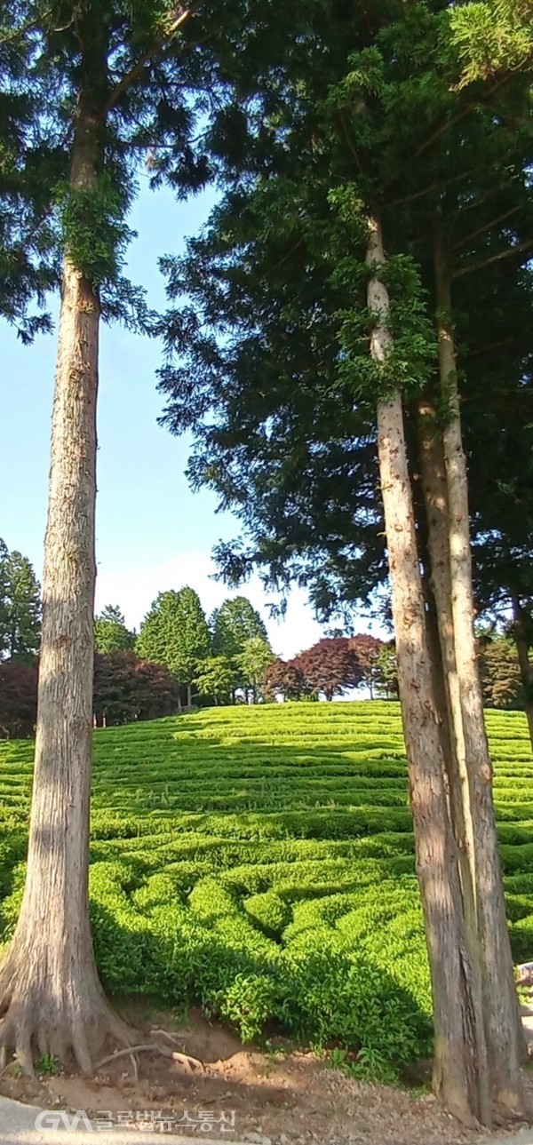 (사진제공:FKILsc 이현근 경영자문위원) 정원 같은 녹차 밭 -  삼나무 단풍나무 등이 자연스럽게 방풍림 역할을 한다