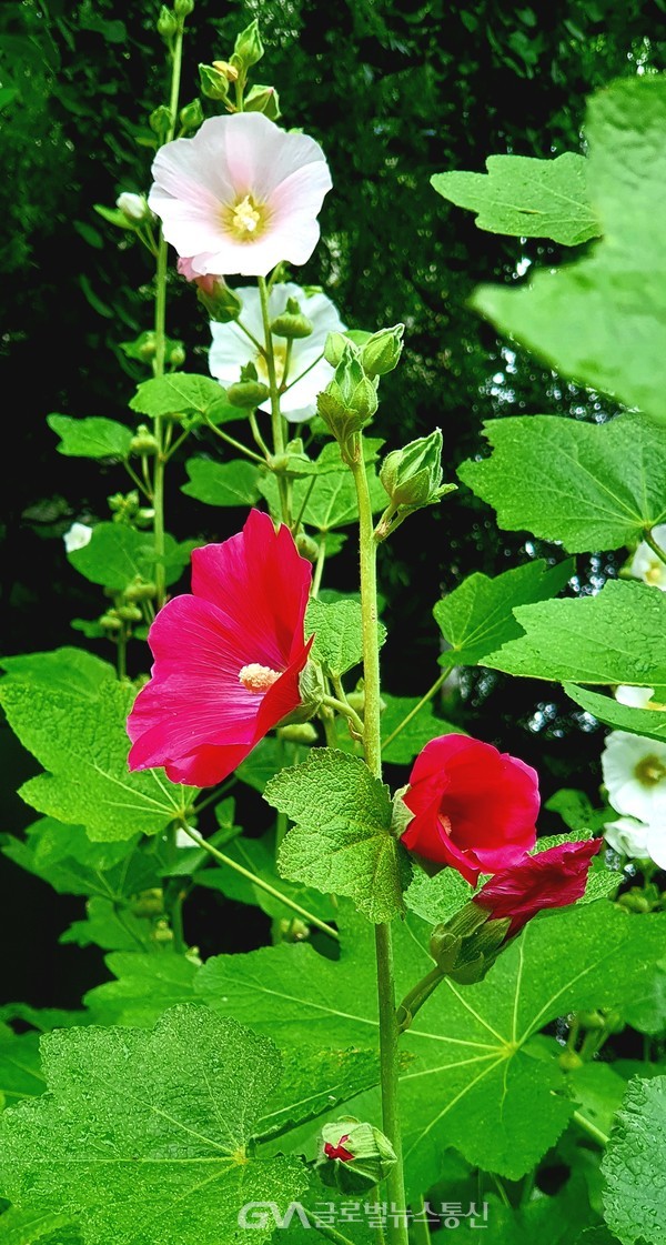 (사진:글로벌뉴스통신 남기재 해설위원장) 고향집 냄새가 날듯한 접시꽃