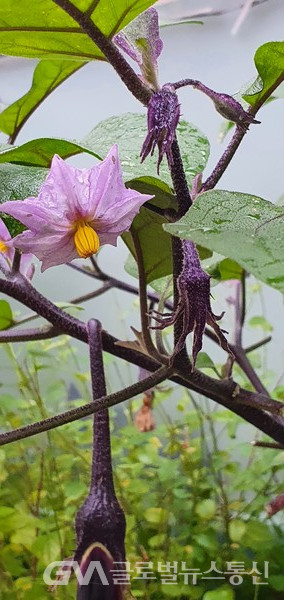 (사진:글로벌뉴스통신 남기재해설위원장) 한여름의 채소, 보랏빛 가지꽃