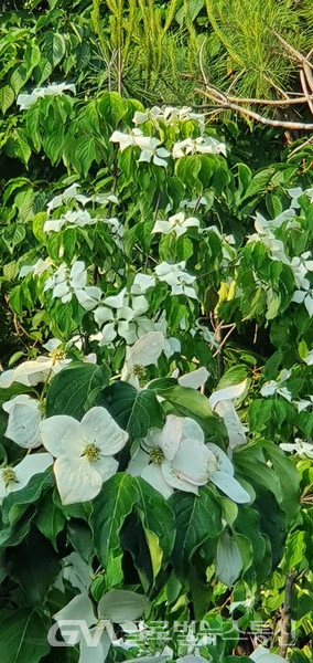 (사진 :글로벌뉴스통신 남기재 해설위원장) 하얀 산딸나무 꽃 역할을 하는 포엽苞葉
