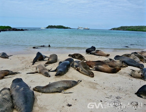 (사진제공: 김대호 前포스코건설 부사장. Santos CMI 대표이사 사장) 해변에서 늘어진 낮잠을 즐기는 물개 무리들