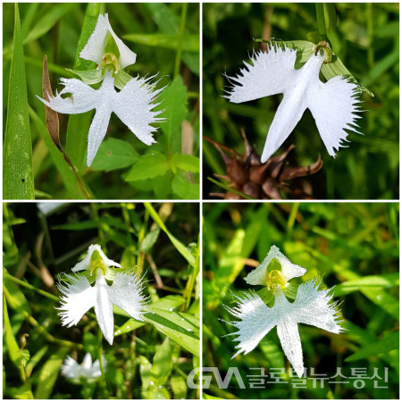(사진제공:이종봉작가) 흰백조를 닮은 "해오라비난초'의      예쁘고 다양한 모습