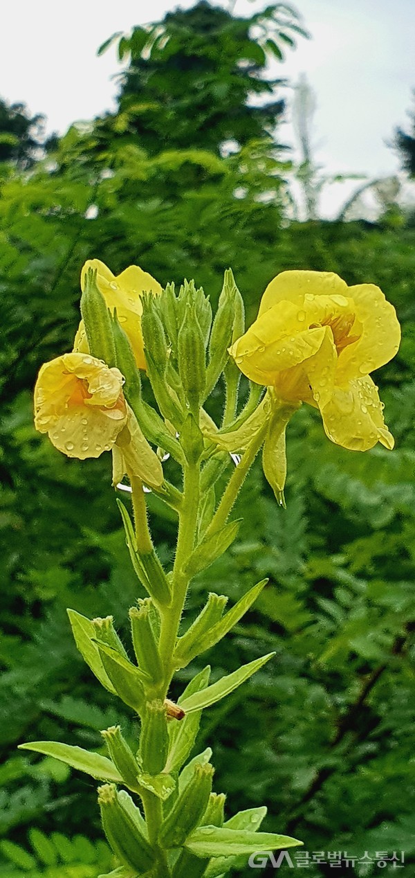 (사진:글로벌뉴스통신 남기재 해설위원장)노랑꽃, 달맞이꽃Evening primrose