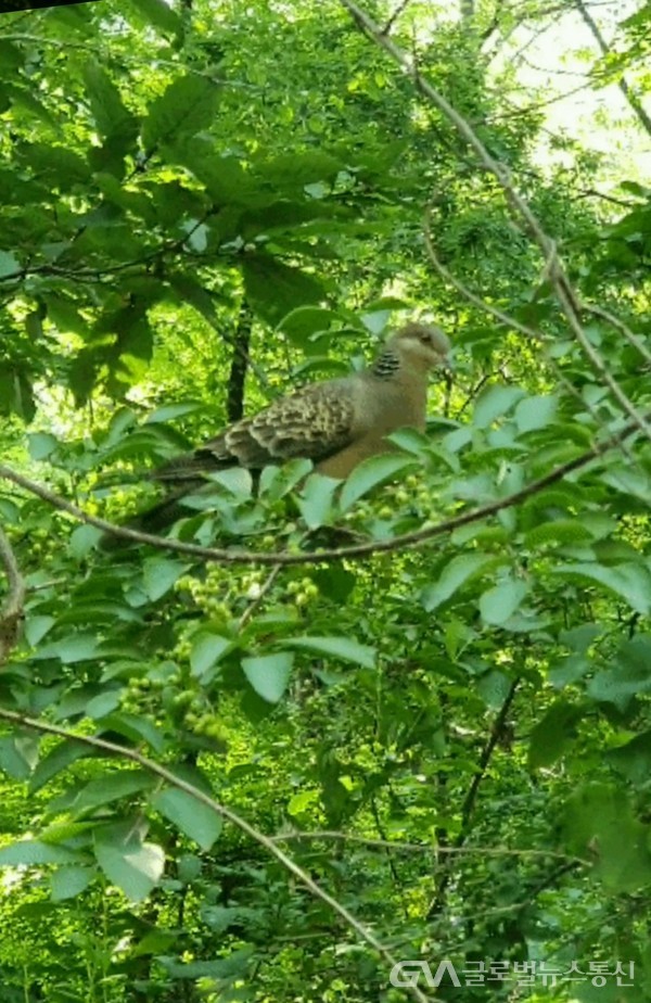  (사진제공: 최수준 前부산폴리텍대학학장)  멧비둘기가 좋아하는 노린재나무 열매 -멧바둘기에게는 풍성한 아침상이 되겠다.