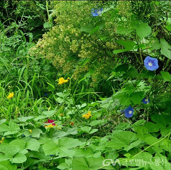 (사진:글로벌뉴스통신 남기재 해설위원장) 자연스레 만들어진 작은 초원