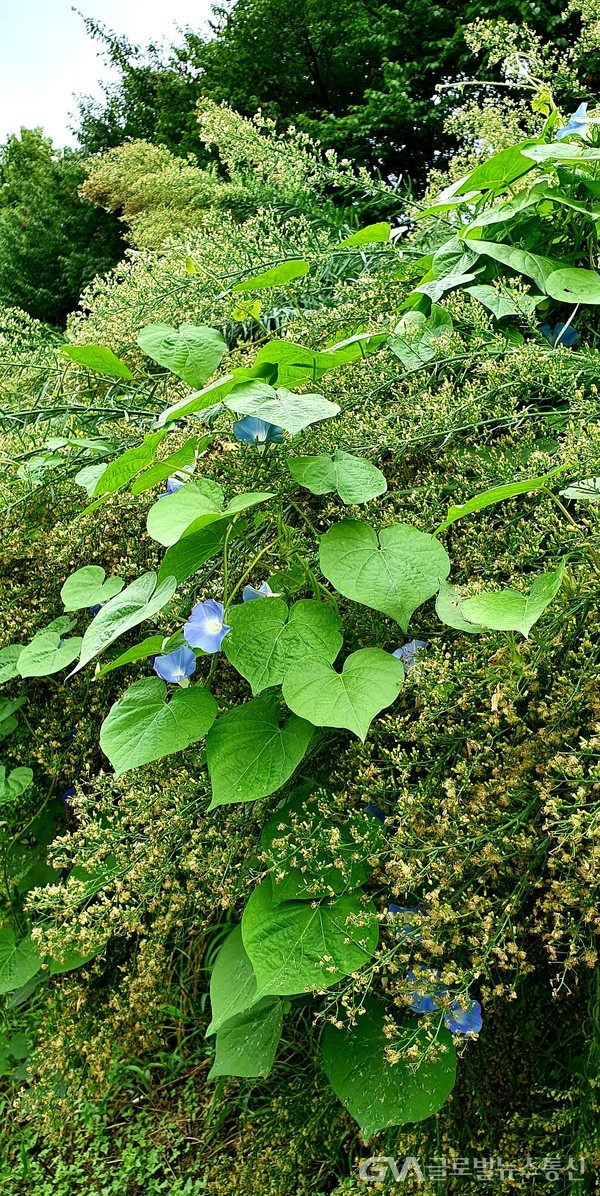 (사진:글로벌뉴스통신 남기재 해설위원장) 자연스레 만들어진 작은 초원 -빽빽한 망초 씨앗 덤불 위에 꽃피운 나팔꽃, 이것이 자연이구나.....,
