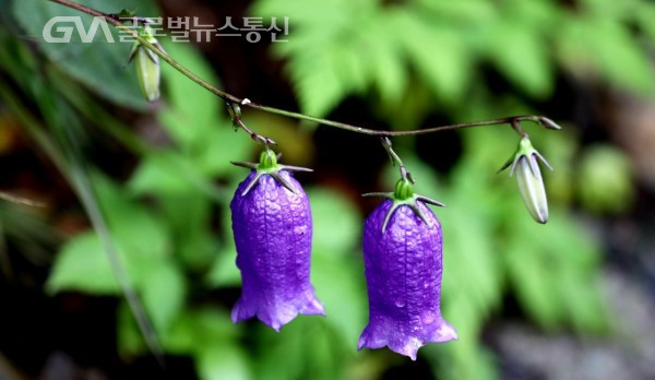 (사진제공:이종봉작가) 아름답고 청초한 한국특산 "금강초롱꽃" 모습