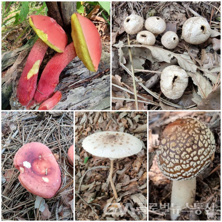 (사진제공:구반회) 일본연지그물버섯, 방귀버섯, 붉은점박이 ​​​​​​​광대버섯,턱받이광대버섯, 장미무당버섯(시계방향으로)