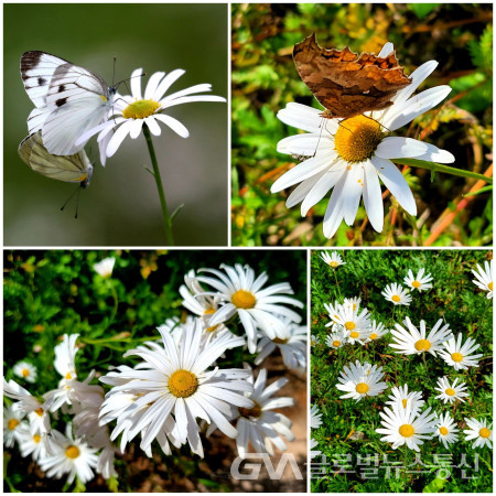 (사진:이종봉작가) 한국특산 "포천구절초"의 다양한 모습과 나비들과의 아름다운 공생모습