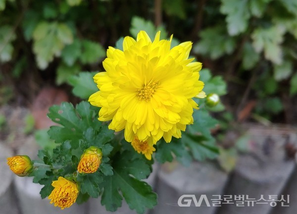 (서늘한 가을에 피는 노란 국화는 가을을 상징하는 꽃으로 아름답다))