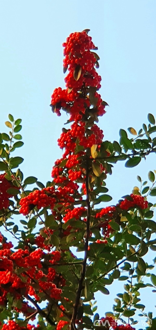 한겨울 내내 새들의 먹이가 될 '피라칸다' 붉은열매-맑은 가을 하늘 아래 더욱 고와보인다 