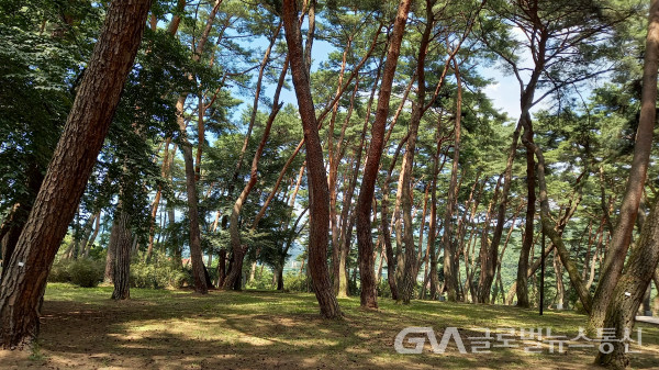 (사진 : GNA-J.H.KIM) 영월 청령포 지역의 건강한 소나무 숲 모습