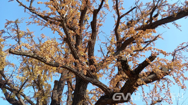 (사진: 글로벌뉴스통신) 600년된 은행나무 노랑 열매의 환상적인 모습~~