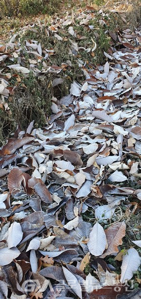 수북한 낙엽 위에 덮힌 하얀 서리 - 겨울의 한기를 느끼게한다.