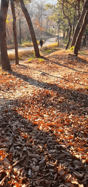 초겨울 속에 남은 가을 냄새가 듬뿍 밴 아침산책길......,