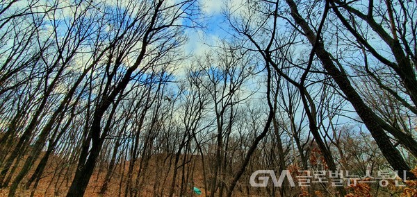초겨울의 숲 풍광 - 시리도록 파란 하늘에 춤추는 구름까지 헤아릴 수 있도록 실가지까지 드러난 나목裸木 사이로 까치무리 오간다.