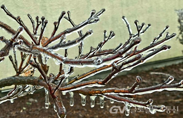 (사진 : Prinston.NJ거주, Dr. Helen Nam 제공)'프리징 레인Freezing Rain'이 빚은 걸작 '빙목氷木 - 나뭇가지를 둘러싼 얼음 코팅이 마치 크리스탈처럼 반짝인다.