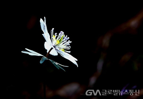  (사진제공 : FKILsc 백명원 경영자문위원) 봄바람이 깨운 수리산 '바람꽃'