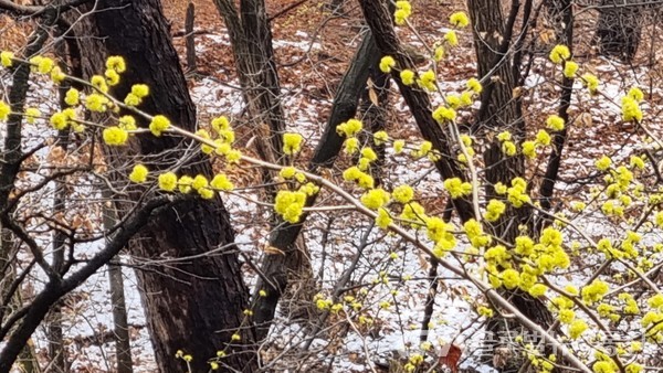 (포근한 봄날 산중에 제일 먼저 생강나무 노란꽃이 환하게 피어 마음을 밝게 한다)