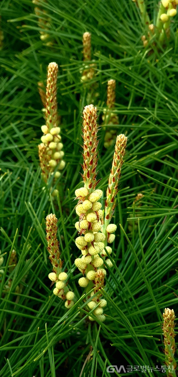 '솔순松筍' - 두 솔잎 사이에 솟은 새 순과 화분 모양새가 힘차 보인다.
