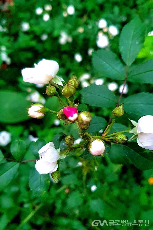 하얀색 꽃 속에 핀 연분홍 꽃이 소박하다.- 은은한 향기와 함께 우리 민족의 정서와 아주 잘 맞는 꽃