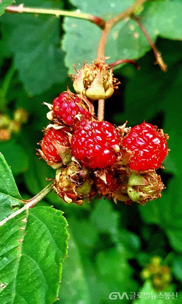 산책길에서 마주친 붉은 열매, '산딸기,Raspberry' - 보기에도 상큼하다