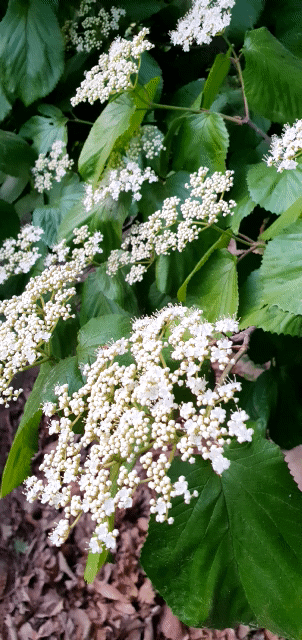 올망졸망 '가막살나무' 하얀꽃 - 작은 꽃들이 모여, 더 큰 화려한 모양새를 낸다.