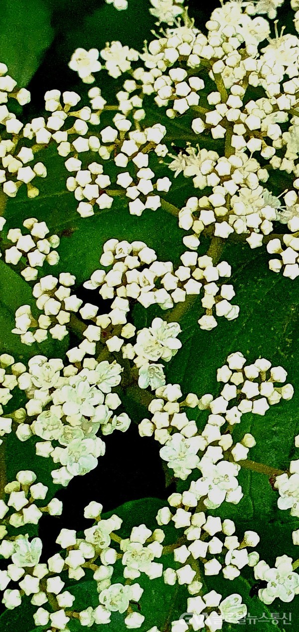 '가막살나무' 하얀꽃 - 올망졸망 작은 꽃이 한데 모여, 화려함을 더 한다.