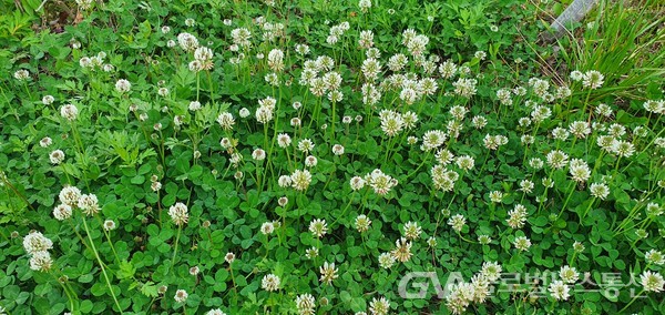 녹비로 재배하기도 했던 밀원蜜原 식물로도 귀염받는 두해살이 풀 '토끼풀'.
