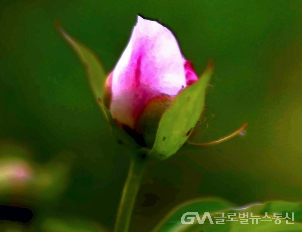 (사진제공:사진작가 오영관 제공) 여름 꽃 '작약' 봉오리