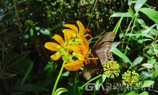 (사진:구반회) 한국 특산 식물로서 울릉도 자생 식물인 "섬말나리" 꽃