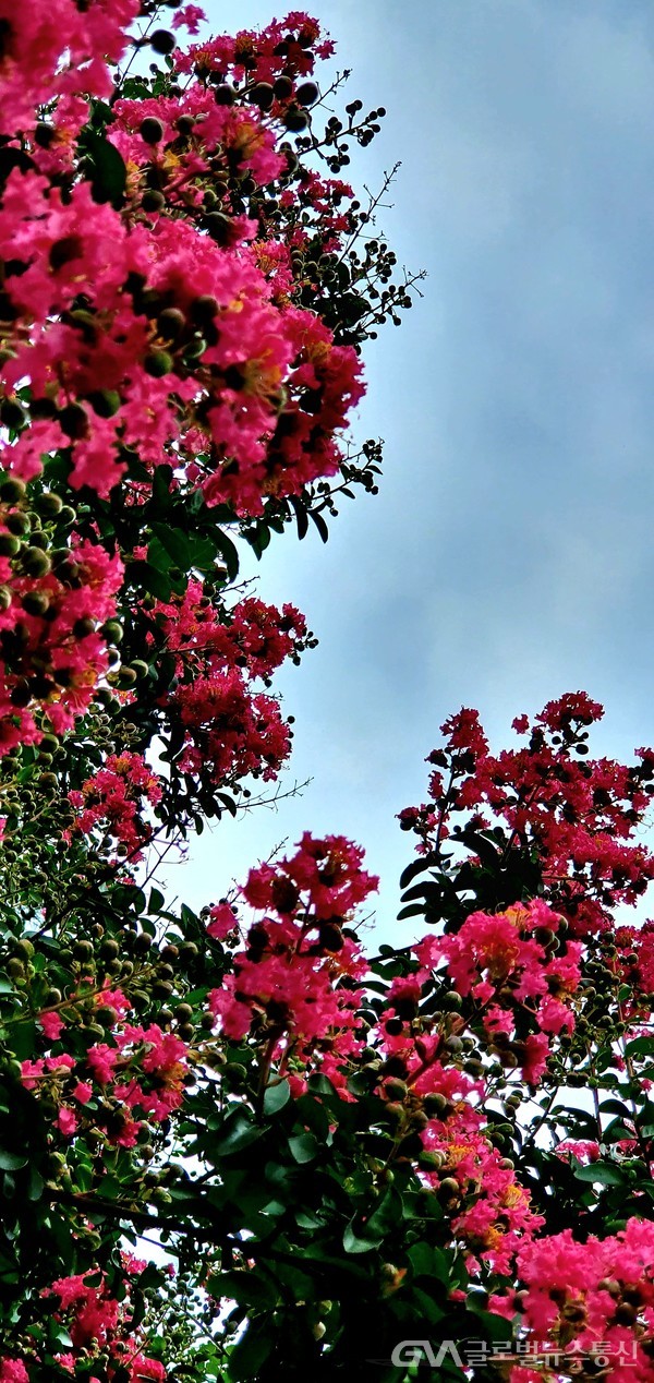 파랑하늘 아래 붉게 핀 '배롱나무crape myrtle' 꽃