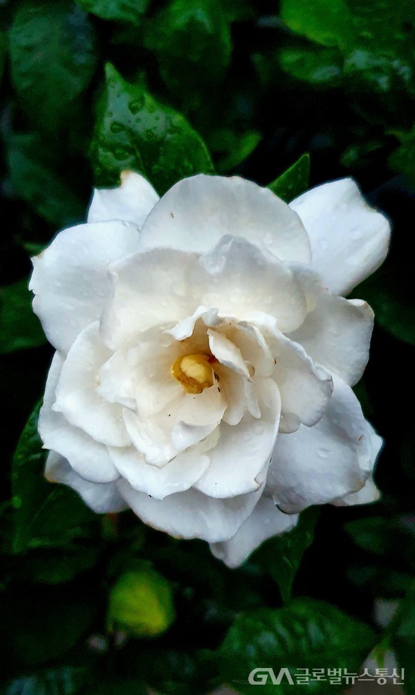  '치자나무' 하얀꽃