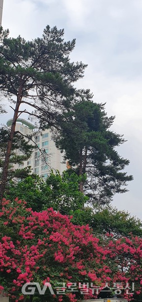 '배롱나무' 붉은 꽃 핀 거리 -마치 이른 아침공원 같은 분위기다.