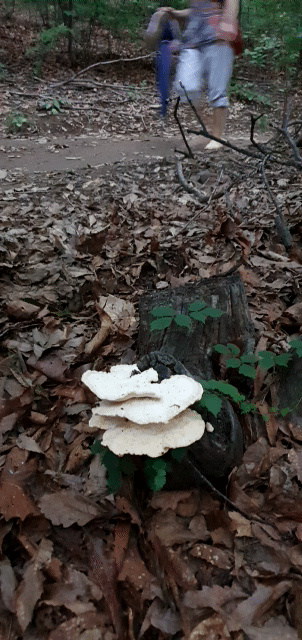 맨발로 걷는 산책길 옆, 낙엽진 그루터기에 피어난 '덕다리 버섯'