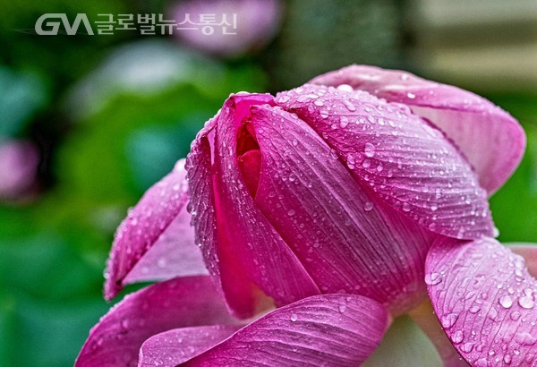 (사진제공: 백명원 FKILsc경영자문위원) '외암민속마을' 연꽃 -비에 젖은 붉은 꽃잎, 더욱 새빛을 낸다