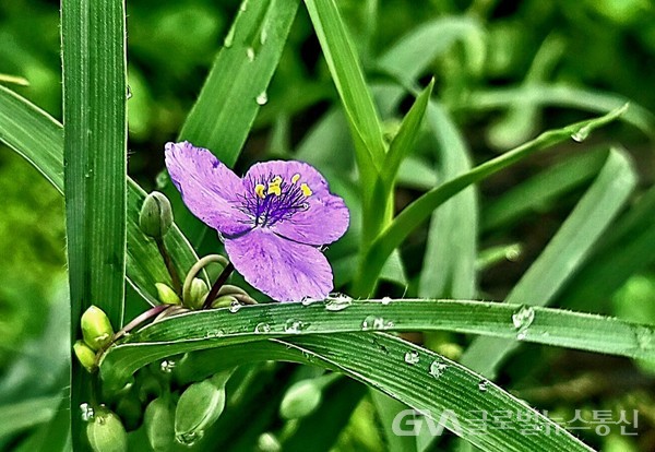 (사진제공:김강수.포토유투버) 빗속의 '자주달개비' 작은 꽃잎