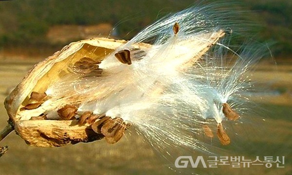 (사진제공: 학생백과) 솜같은 면사상綿絲狀 털 달린 종자가 바람에 날리는 '박주가리Rough potato 씨앗 