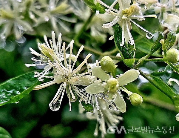 (사진제공: 김강수 포토유투버) 8월 빗속에 만나는 '사위질빵 꽃'