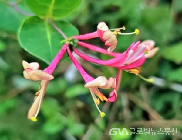 (사진제공: 김강수Photo youtuber) '헌신적 사랑'이라는 꽃말이 어울리는끈질긴 생명력의 대명사 같은 꽃으로 사랑 받는 '인동忍冬'.