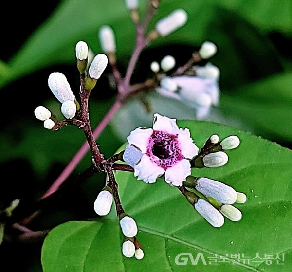 (사진제공: 김강수 Photo youtuber) 꽃 모양이 독특한 계뇨등