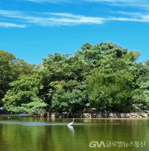 창경궁 춘당지春塘池에 텃밭을 이룬 하얀 '백로白鷺Herons' 