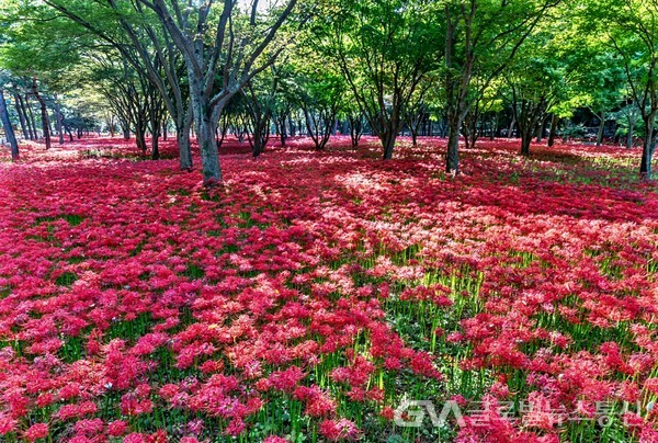 (사진제공: 백명원 FKILsc경영자문위원) 가을을 수 놓은 선운사 '꽃무릇'