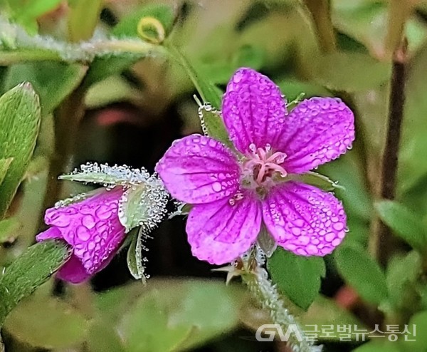 (사진제공: 김강수Photo youtuber) 이슬 머금은 '이질풀Thunberg's geranium'