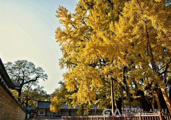 (사진제공: 백명원FKILsc경영자문위원) 수령 400년 추정 천연기념물로 지정된 은행나무