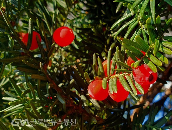 붉은 주목朱木 열매