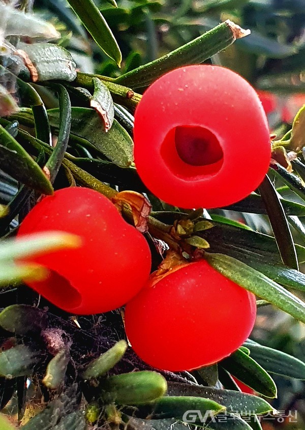 붉은 주목朱木 열매 - 보기에도 탐스럽다
