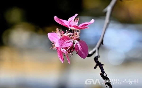 (사진제공: 김강수 YouTuber) 만추晩秋에 핀 꽃사과 나무꽃