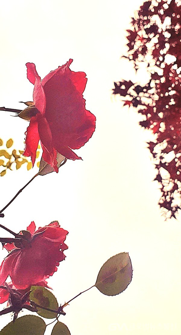 붉은 단풍잎과 견주기라도 하듯 가을 장미 붉다.