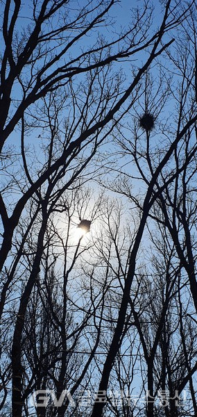 무성한 나뭇잎 사라진 겨울나무 위에 매달린 까치집 - 겨울을 이겨 낼 희망 둥지 같다.